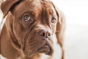 5 façons de blesser les sentiments de votre chien sans le vouloir.