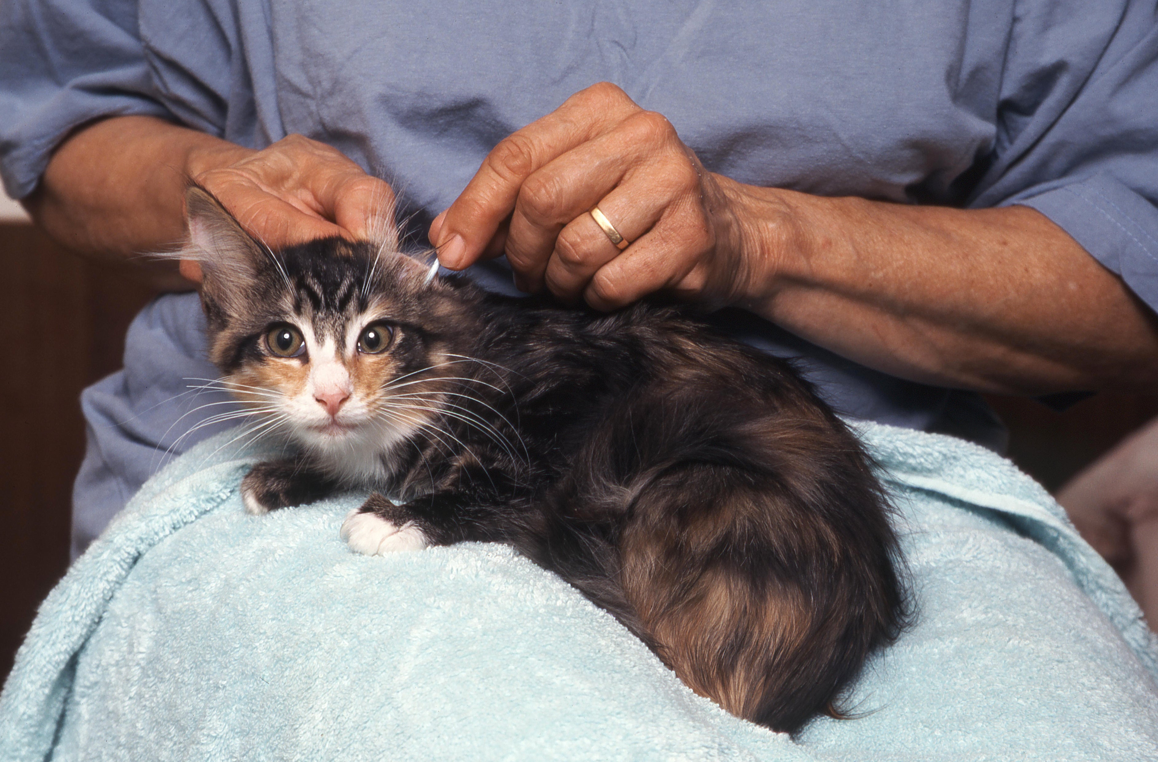 How Do You Get Rid of Ear Mites in Cats: Proven Methods