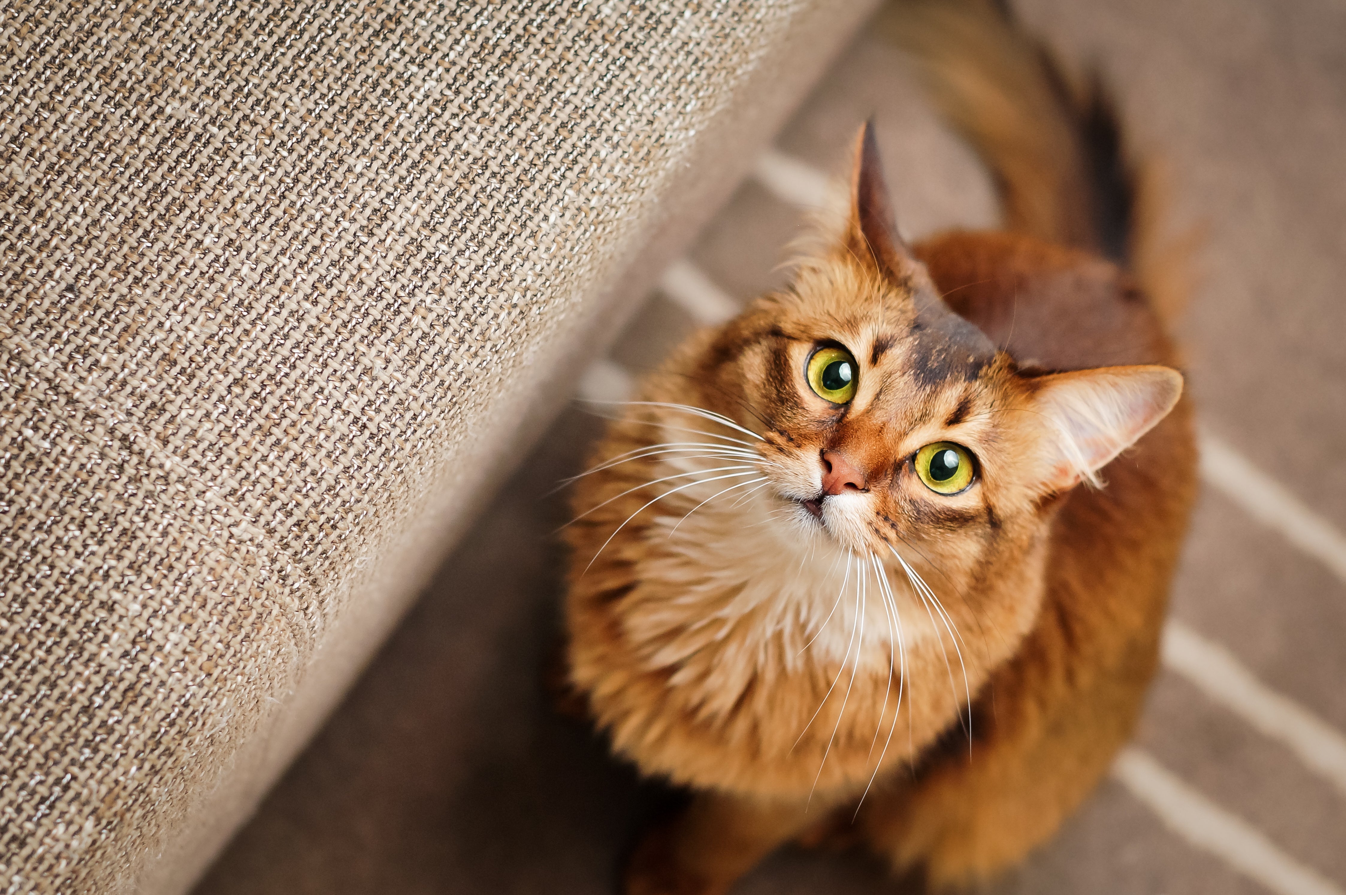 Mon chat est-il intelligent?