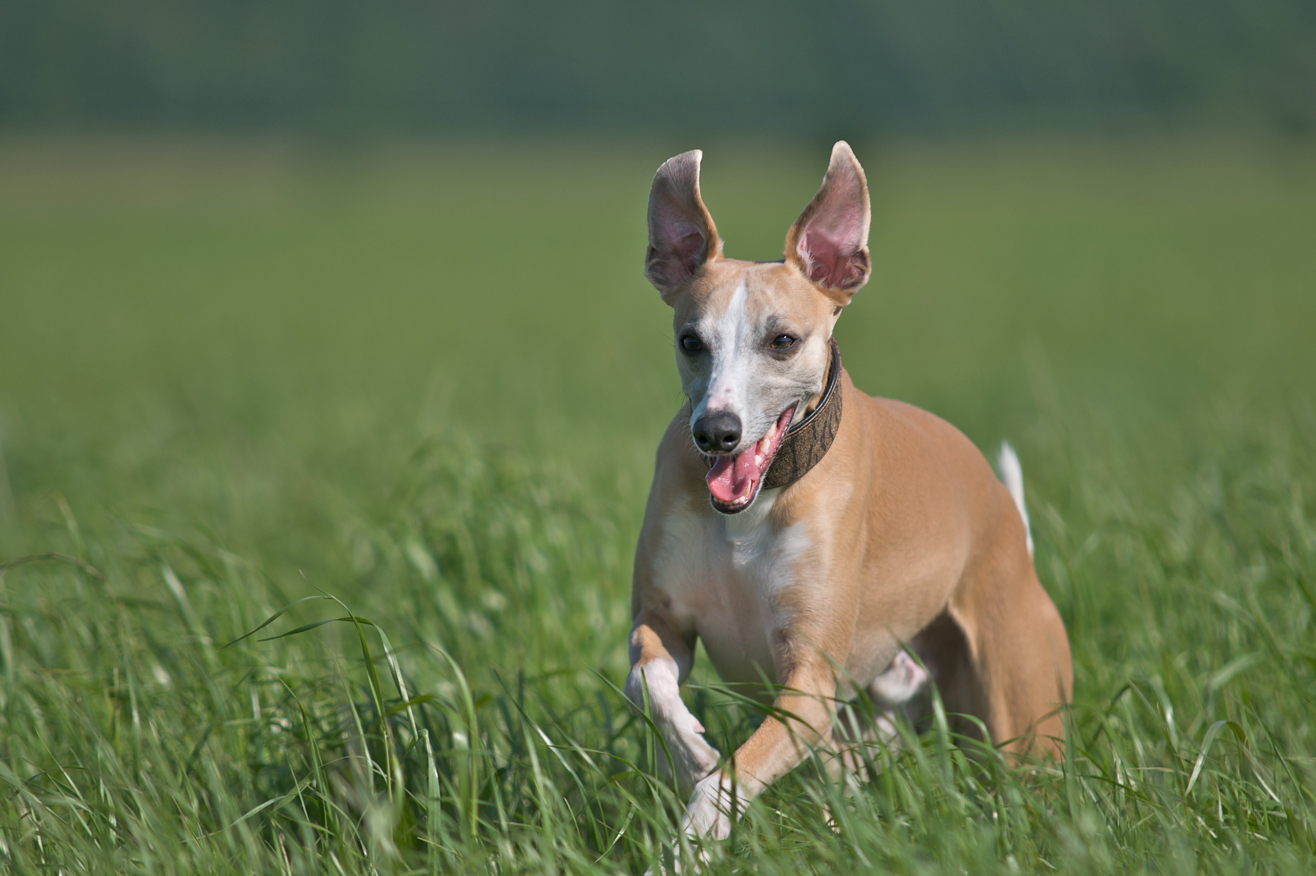 Apprendre le rappel à son chien