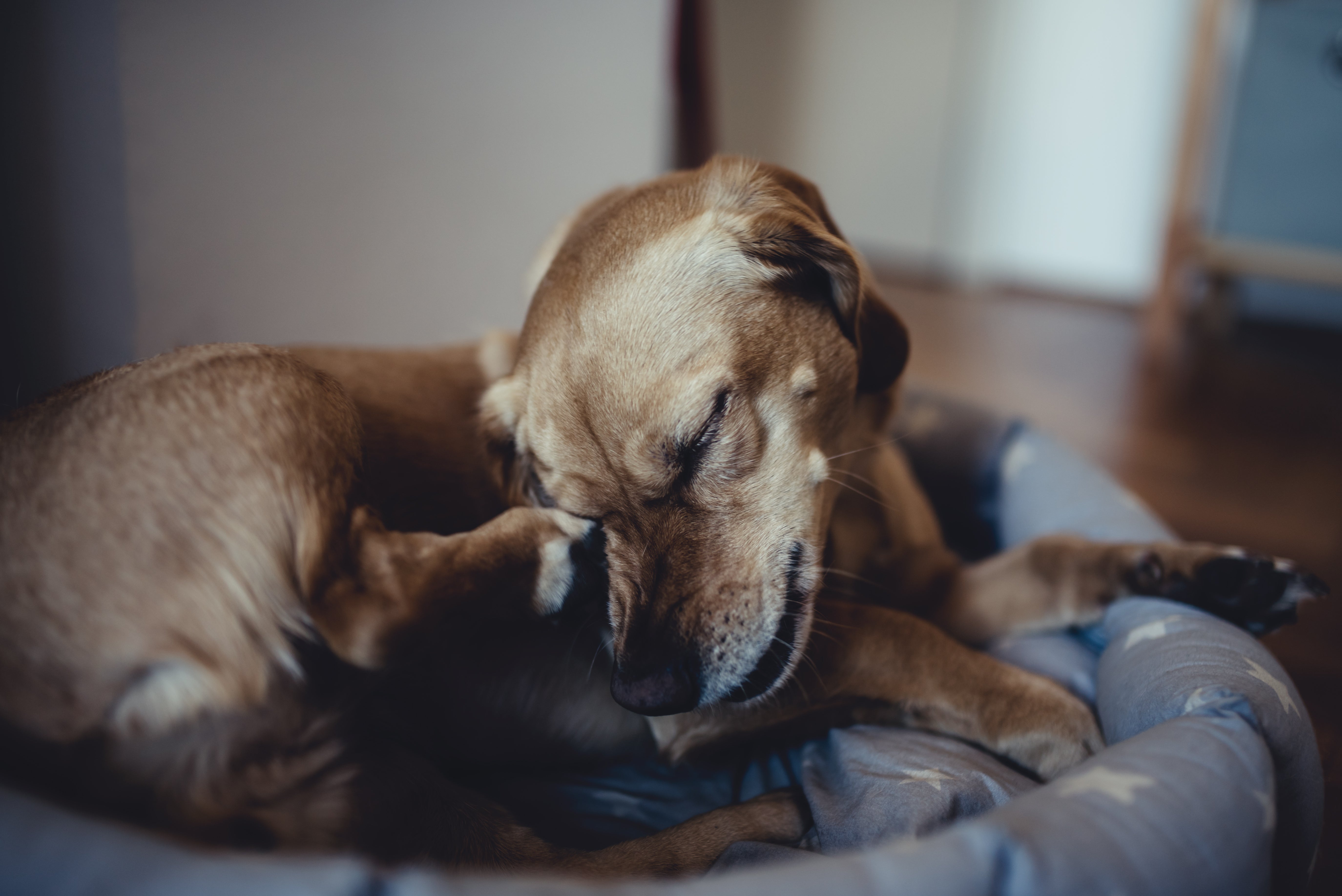 Mon chien se gratte : est-il allergique?