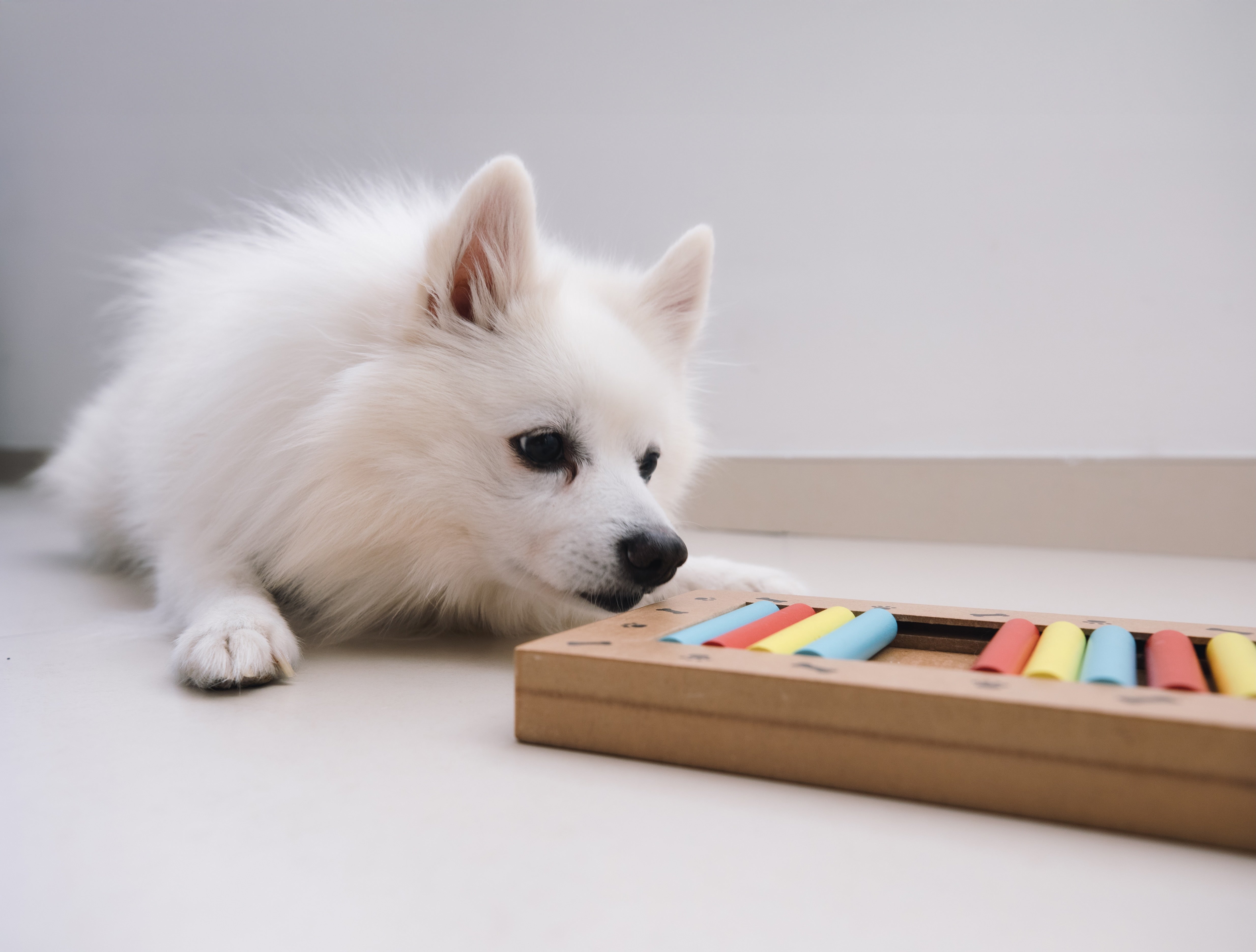 Mon chien est-il intelligent?