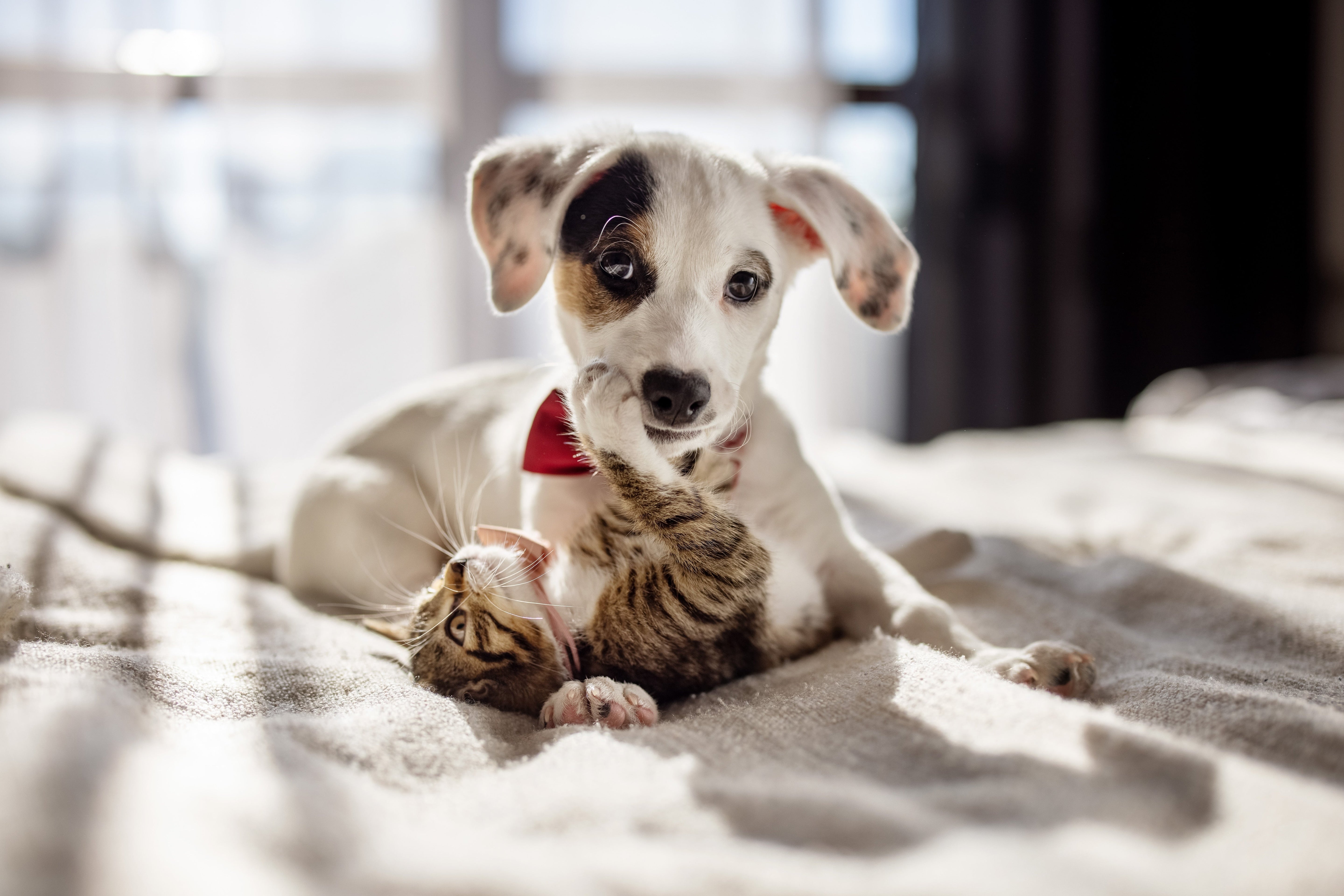 5 points importants à connaître lorsque vous adoptez un animal de compagnie
