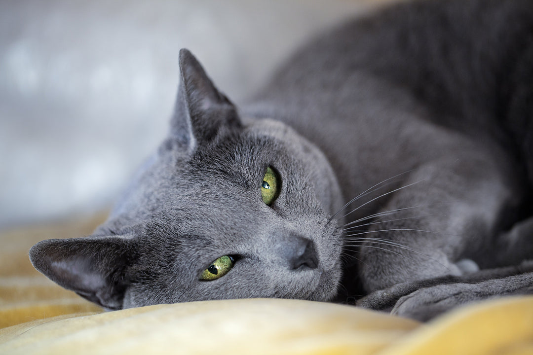 Bleu russe : tout sur cette race de chat!