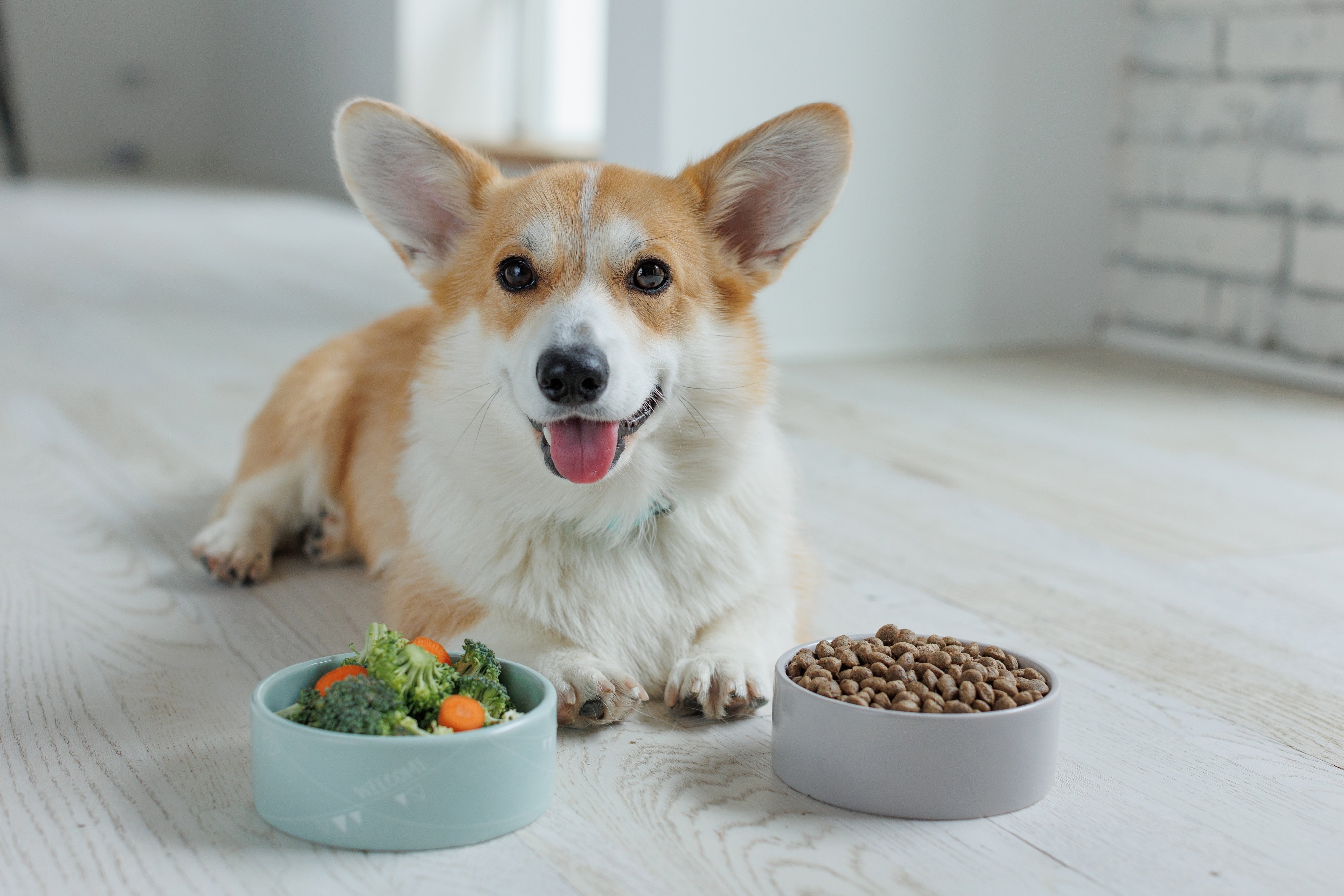 Pourquoi mon chien mange-t-il des excréments?