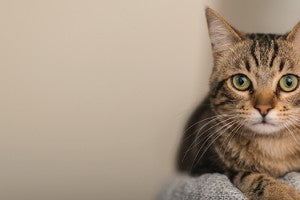 Les chats, leurs particularités et leurs comportements!