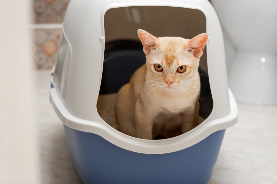 Litières pour Chat