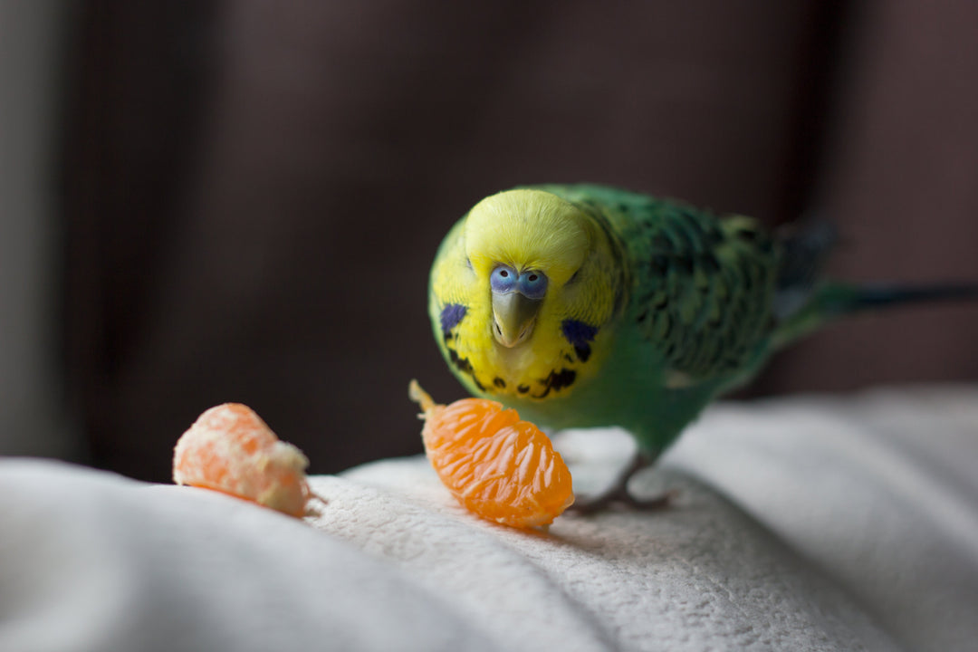 Nourriture pour oiseaux domestiques