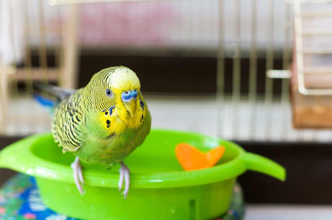 Vitamines et suppléments pour Oiseau