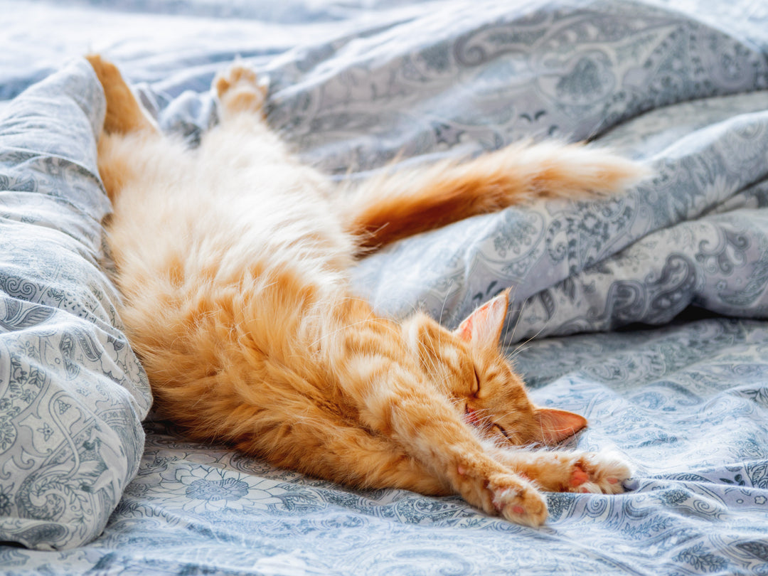Nettoyants et désodorisants pour Chat
