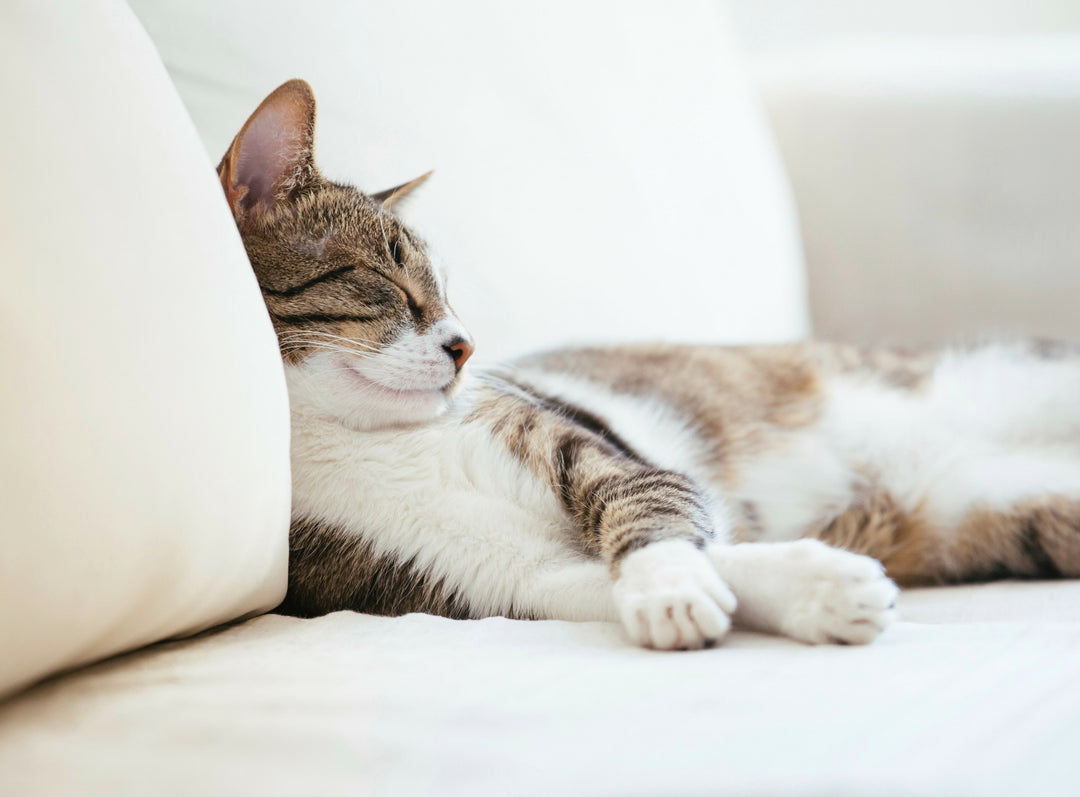 Poubelles et recharges pour Chat