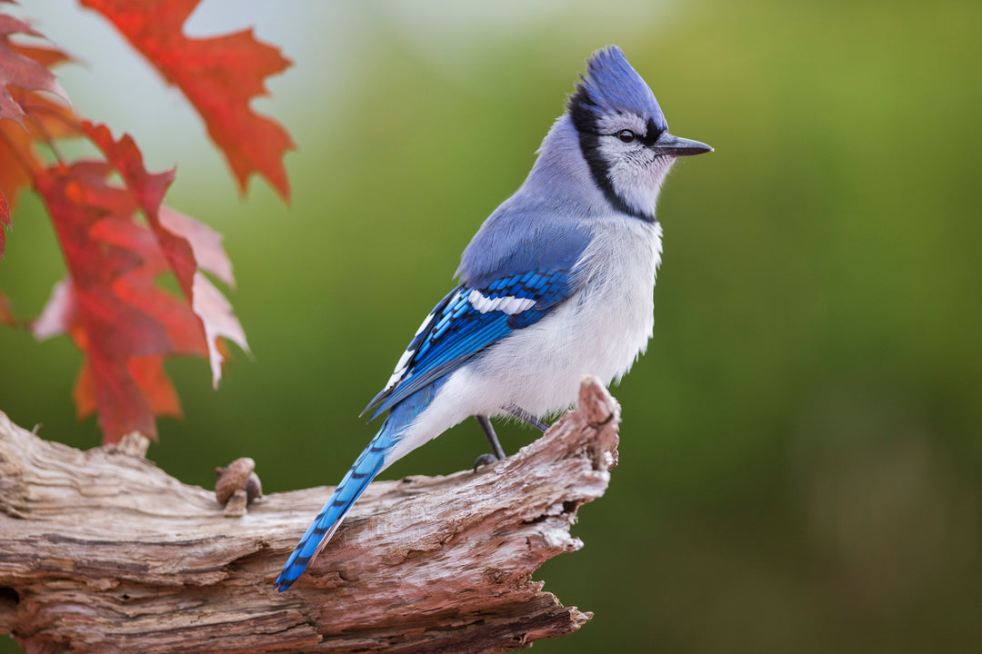 Nourriture pour oiseaux sauvages