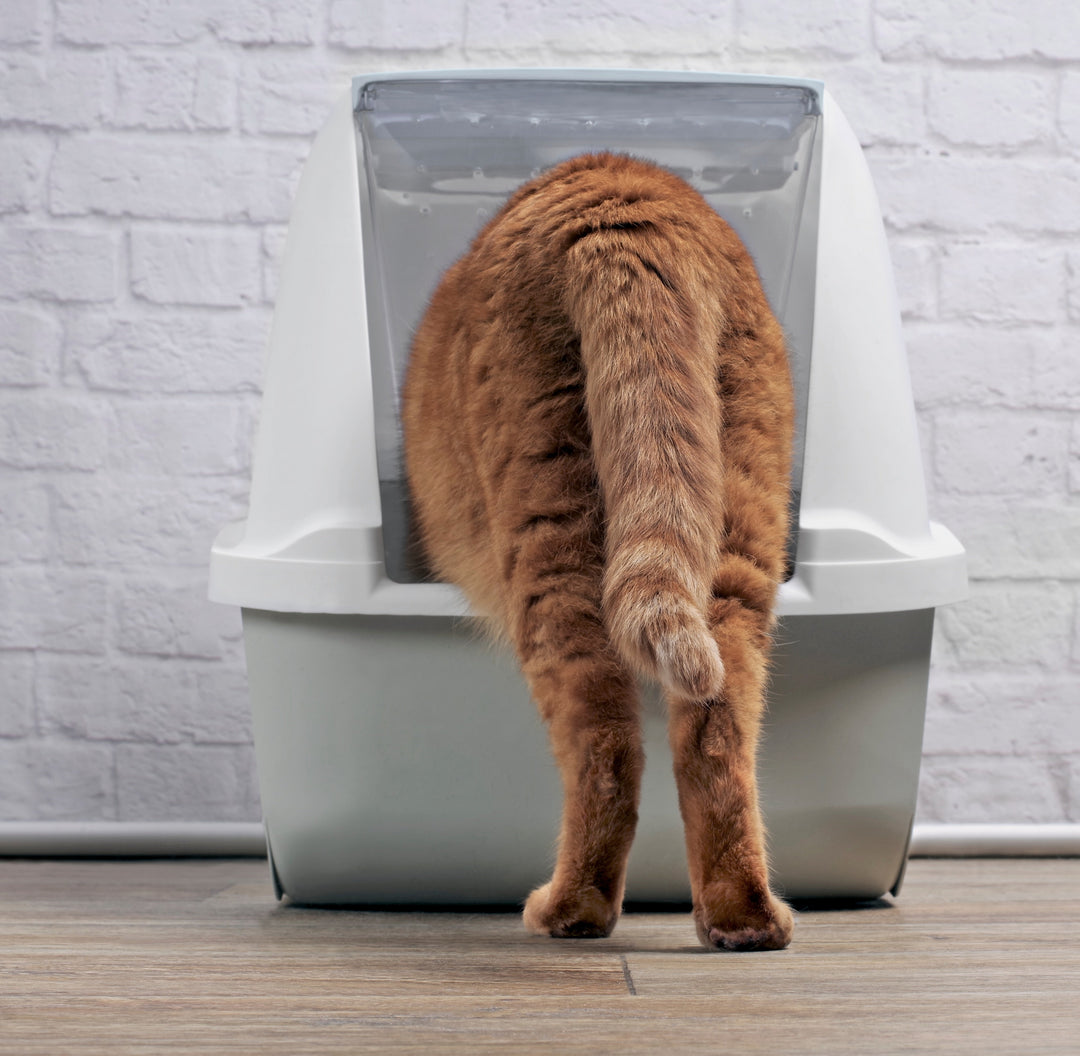 Bacs à litière pour Chat
