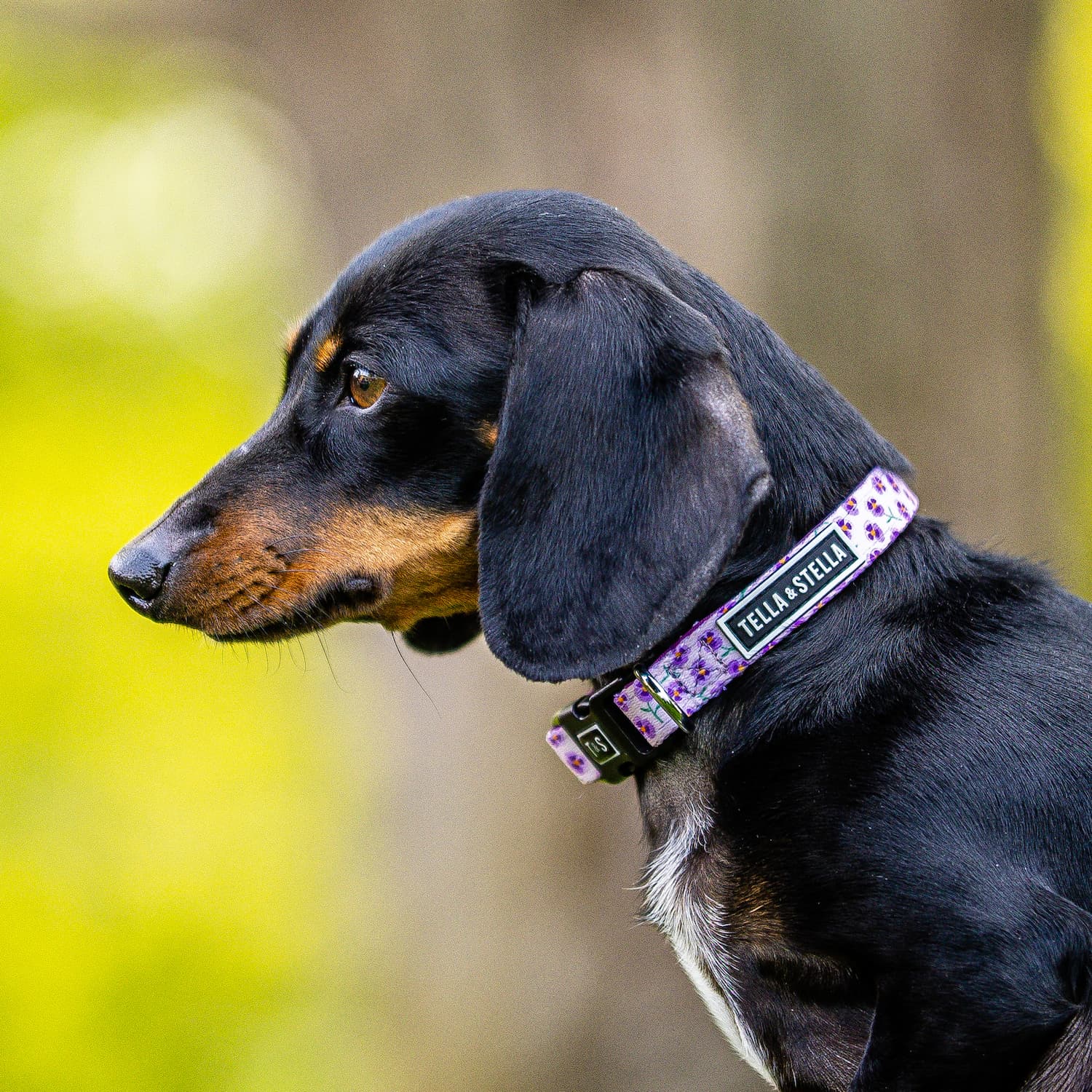 Tella&Stella Violet Dog Collar Animo etc