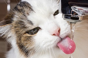 Trucs pour encourager votre chat à boire de l'eau