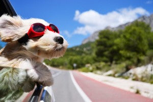 Les animaux en voiture