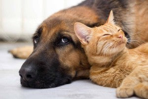 Cohabitation entre chats et chiens: comment faire?