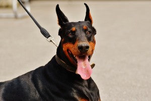 Pourquoi mon chien devient-il incontrôlable lorsqu’il rencontre un autre chien?