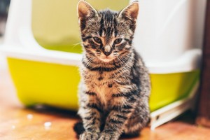 Litière pour chat: comment choisir?