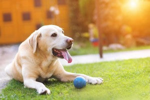 S'amuser dehors avec son chien