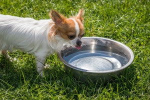 Comment choisir une gamelle pour mon chien?