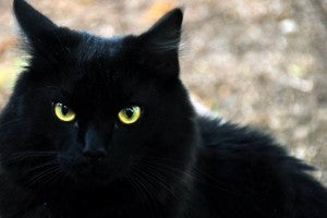 Mythes et superstitions sur les chats: un peu d'histoire