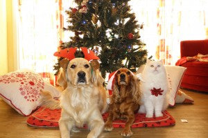 8 précautions pour un Noël sécuritaire avec vos animaux de compagnie