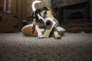 Comprendre le besoin de gruger ou mastiquer chez le chien