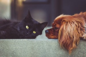 La conjonctivite chez les chats et les chiens