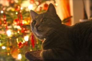 Comment protéger votre sapin de Noël de votre chat