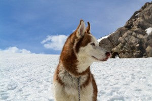 Conseils pour le bien-être de votre chien cet hiver