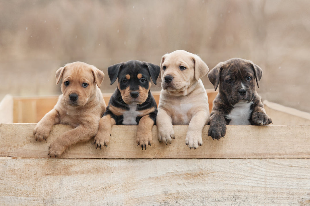 Se poser les bonnes questions avant d’adopter un chien
