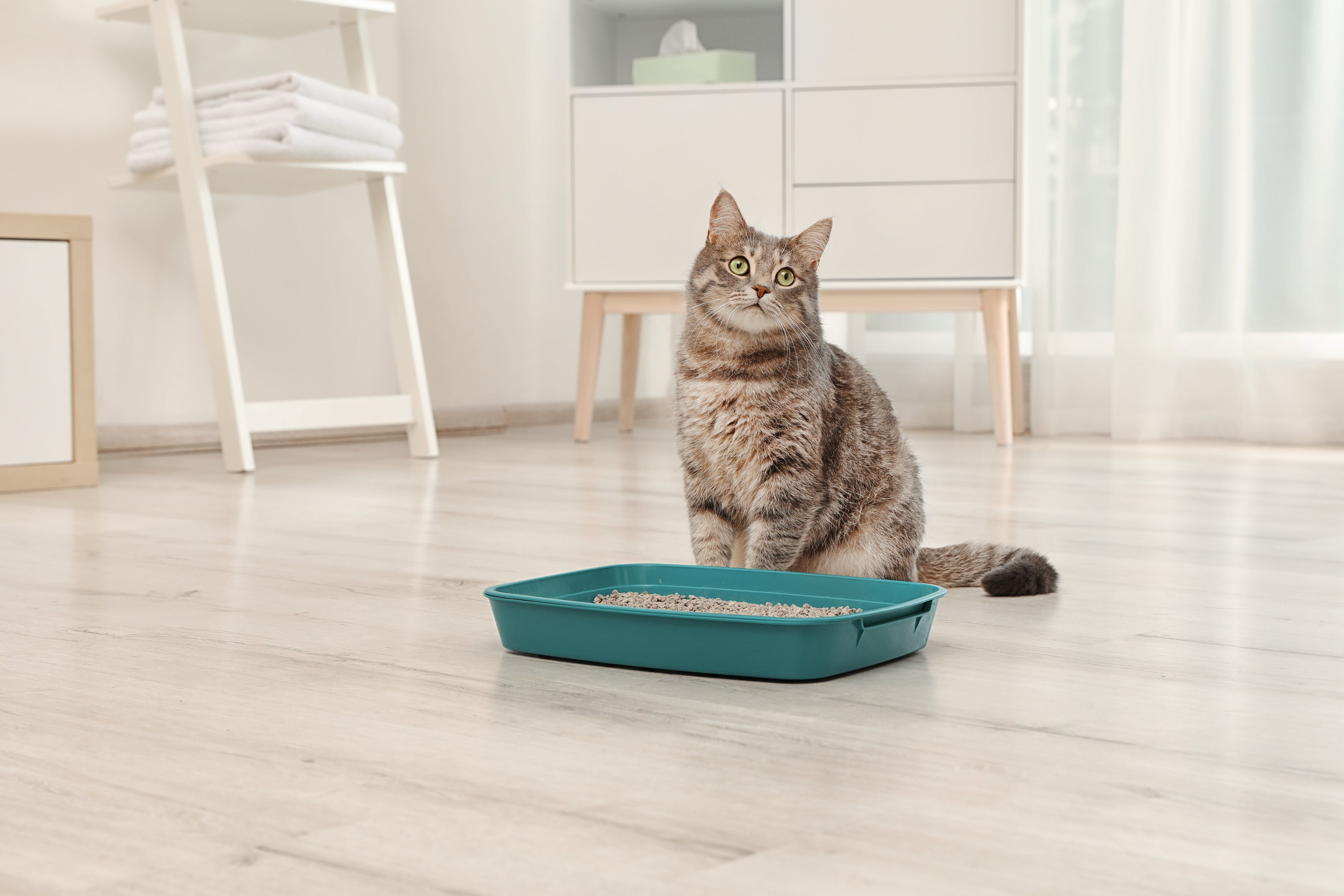 Pourquoi mon chat fait-il pipi partout?