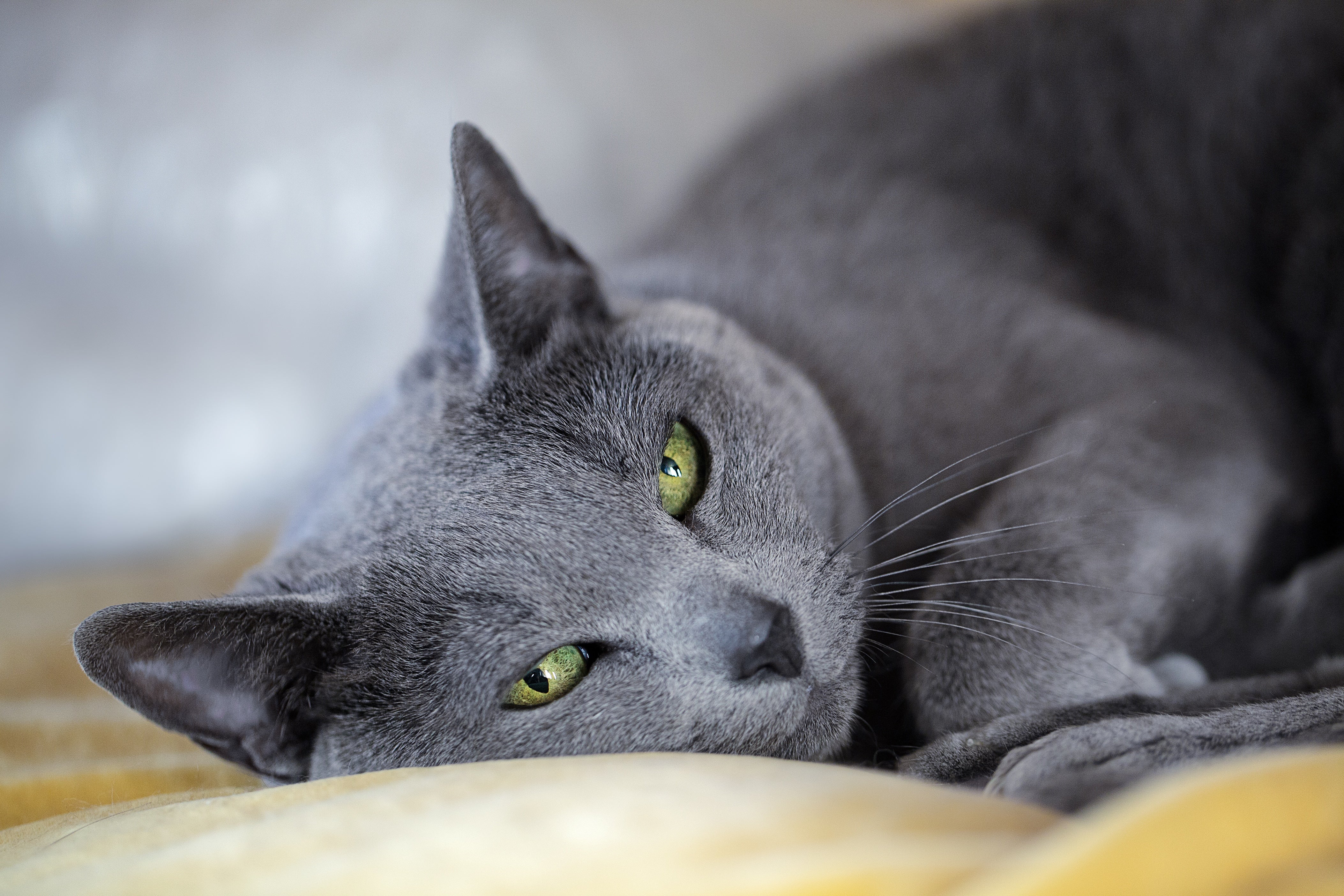 Bleu russe : tout sur cette race de chat!