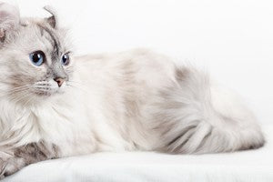 American Curl