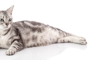 L'american shorthair