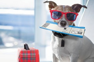 Les animaux ont-ils besoin de vacances?