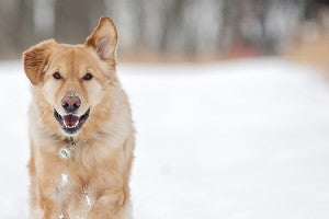 Protéger les pattes de son chien en hiver