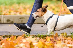 Comment bien entamer l'automne avec nos chiens