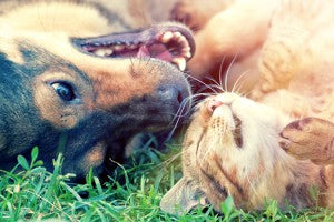 Période de canicule avec nos animaux de compagnie