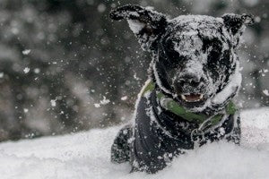 Cannabis et santé animale