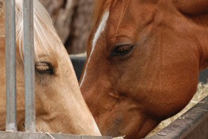 Saviez-vous que le cheval peut manger de 16 à 20 heures par jour?