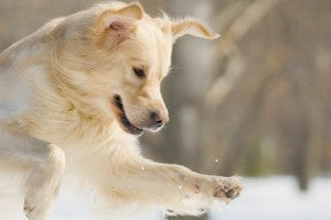 Faire de l’exercice avec votre chien en hiver