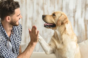 Pourquoi mon chien écoute plus mon conjoint (ou moi)?