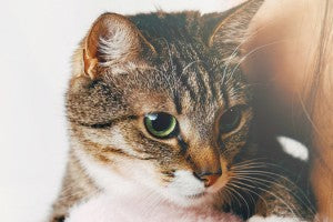 10 conseils pour élever un chat amical