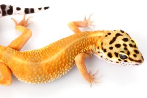 Gecko