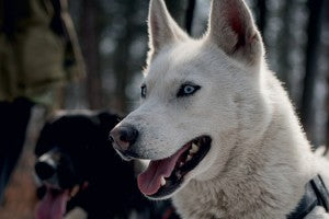 Que procure l’huile de chanvre à mon animal?