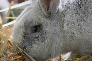 Avez-vous déjà entendu parler de la CAECOTROPHIE chez le lapin?