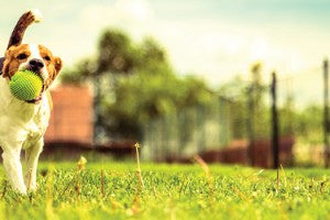 Parc à chiens : comment se comporter