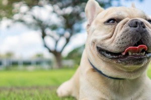 Le bouledogue français